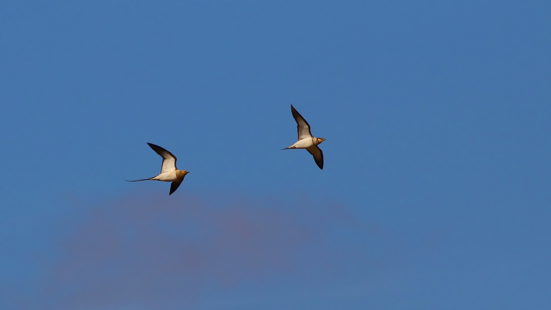 Pin-tailed Sandgrouse